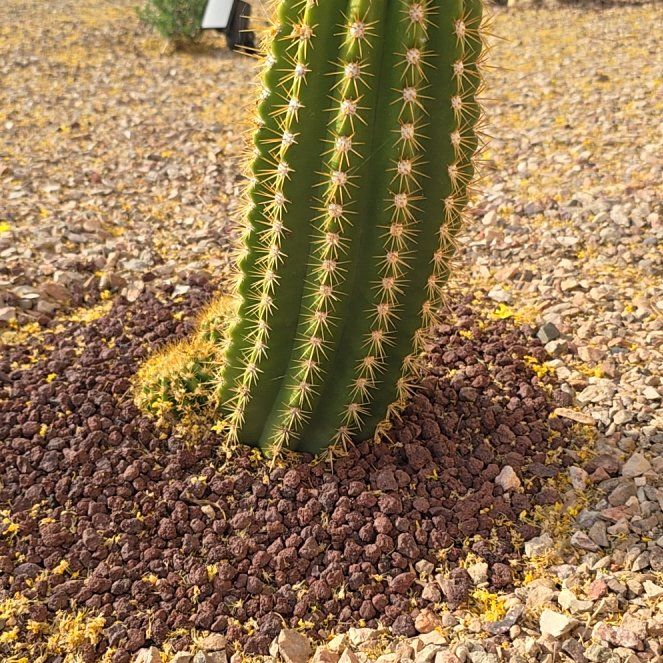 Photo of the plant species Pasacana Cactus by @DeluxePeyote45 named Morgan Treeman on Greg, the plant care app