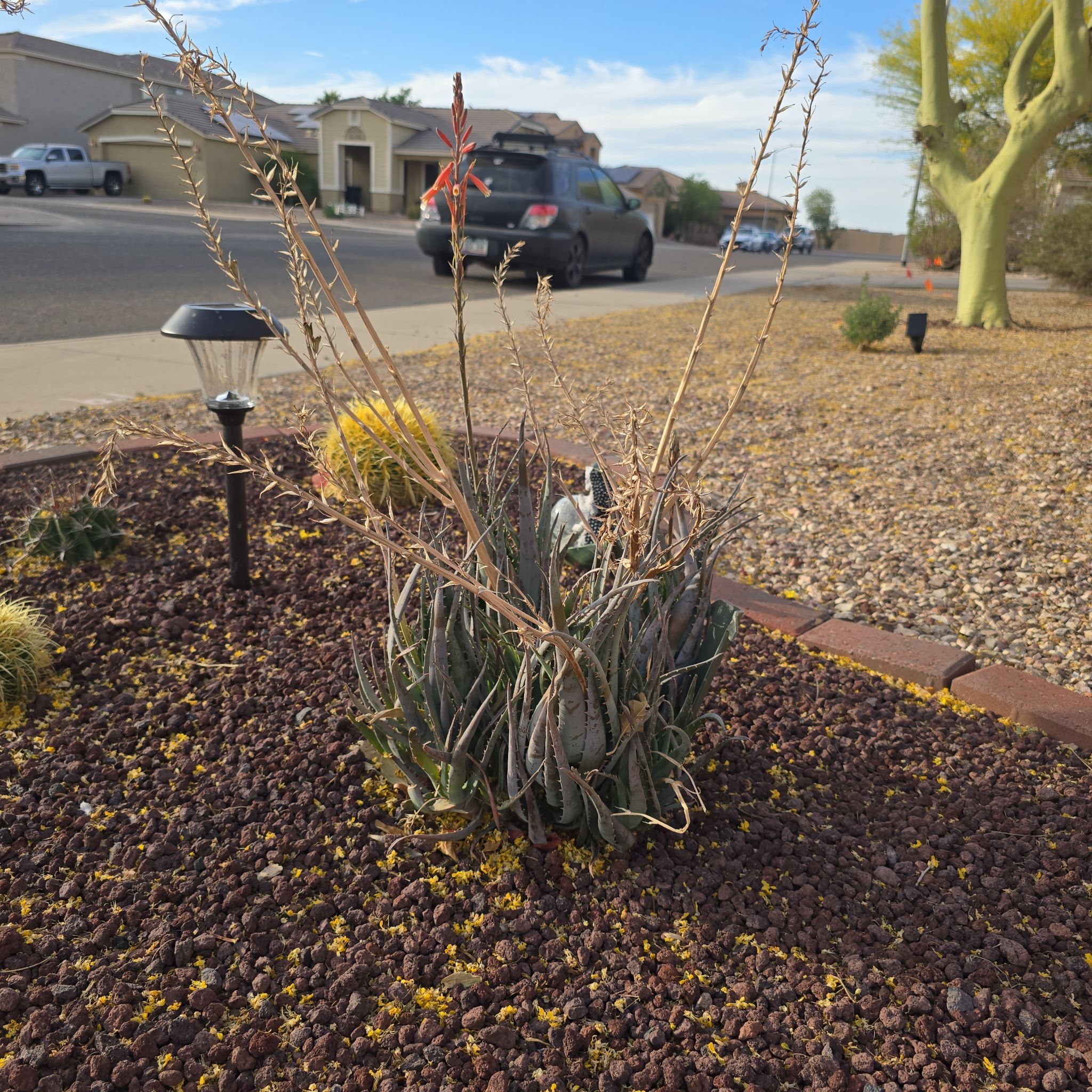 Photo of the plant species Aloe 'Blue Elf' by @DeluxePeyote45 named Wall-E on Greg, the plant care app