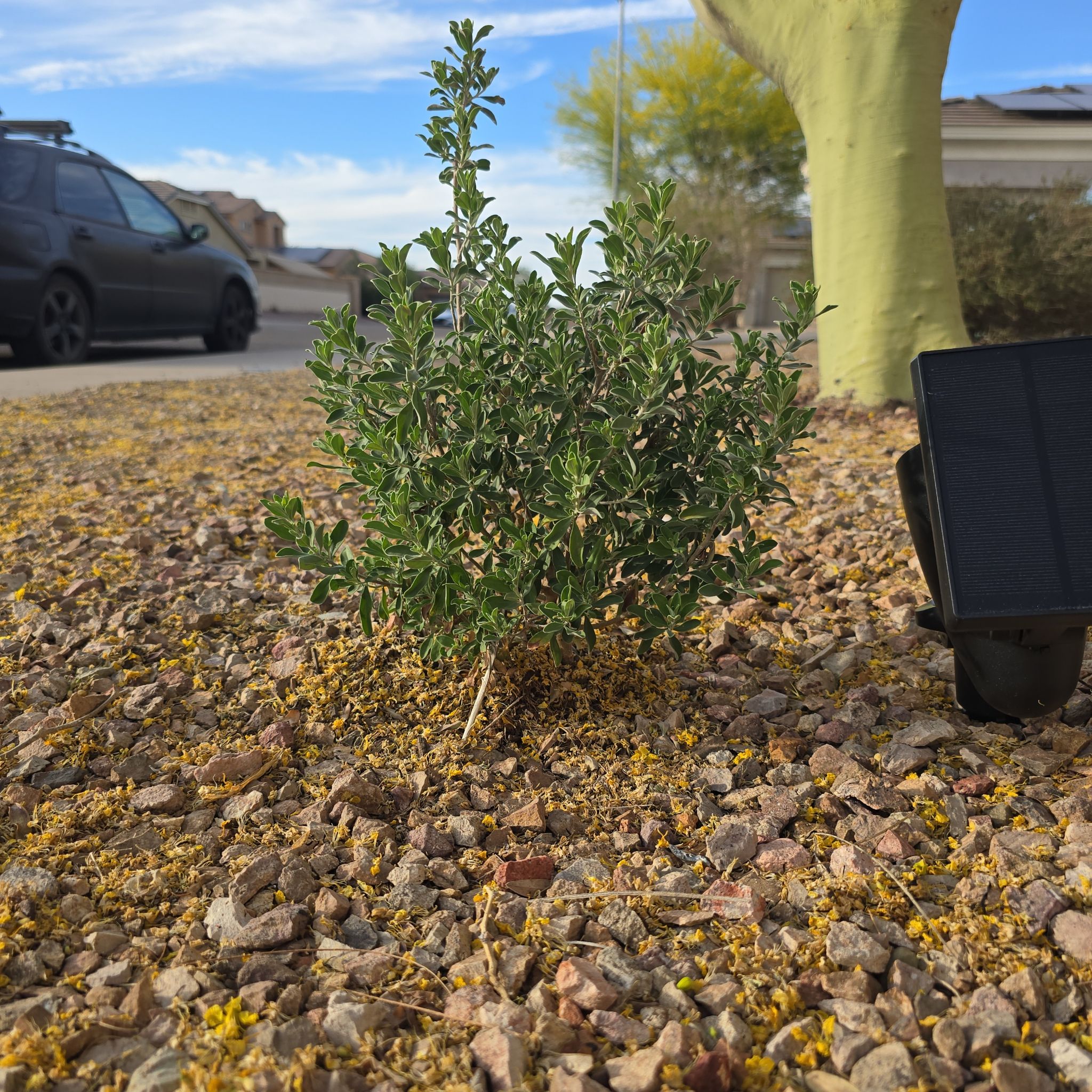 Photo of the plant species Texas Sage by @DeluxePeyote45 named LiloStitch on Greg, the plant care app