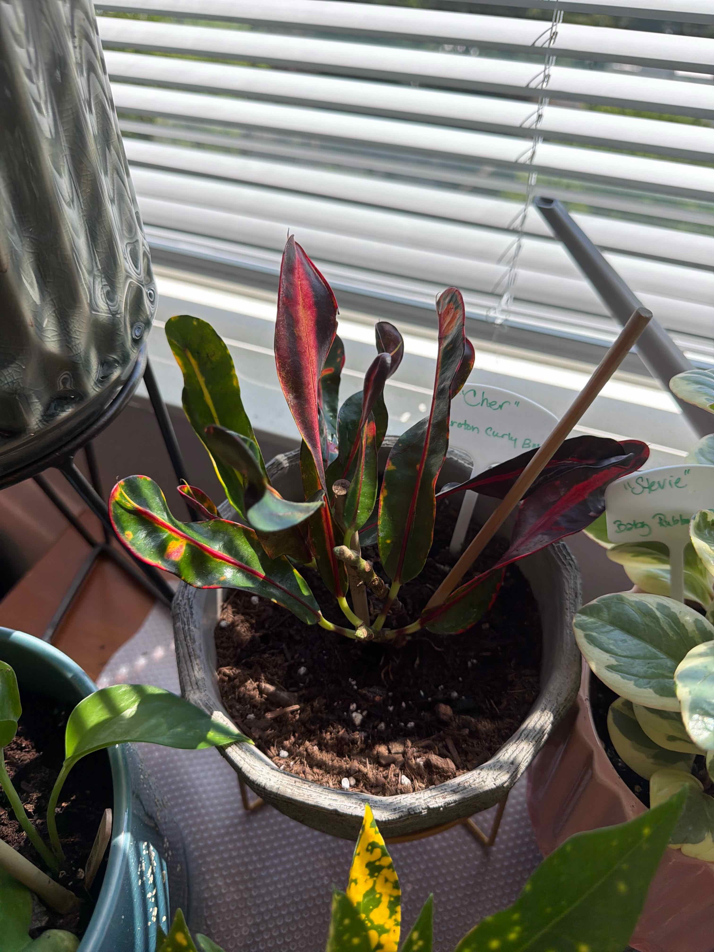 Photo of the plant species Croton Curly Boy by @DeftQuailbush77 named Cher on Greg, the plant care app