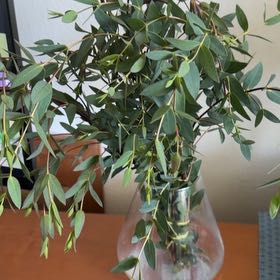 Photo of the plant species Tasmanian Snow Gum by @DeftQuailbush77 named Elina on Greg, the plant care app