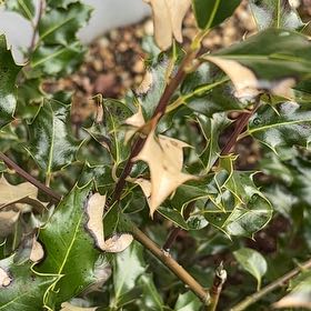 Photo of the plant species Holly by @RadDuwei73 named Maya on Greg, the plant care app