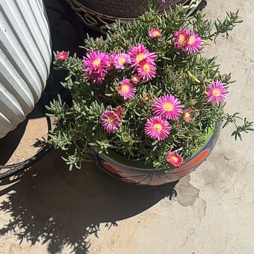 Photo of the plant species New England Aster by @PremiumFeijoa1 named Clooney on Greg, the plant care app