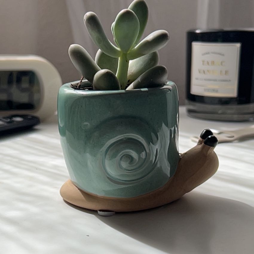 Photo of the plant species Blue Haze by @coraspinkthumb named Beanstalk on Greg, the plant care app
