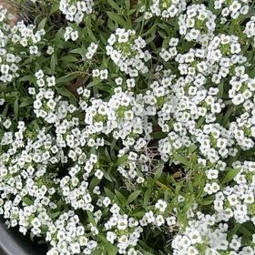 Photo of the plant species Sweet Alyssum by @FamousEmerald31 named Sir Plancelot on Greg, the plant care app
