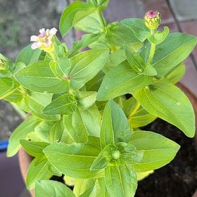 Photo of the plant species Peruvian Zinnia by @FamousEmerald31 named Cleopatra on Greg, the plant care app