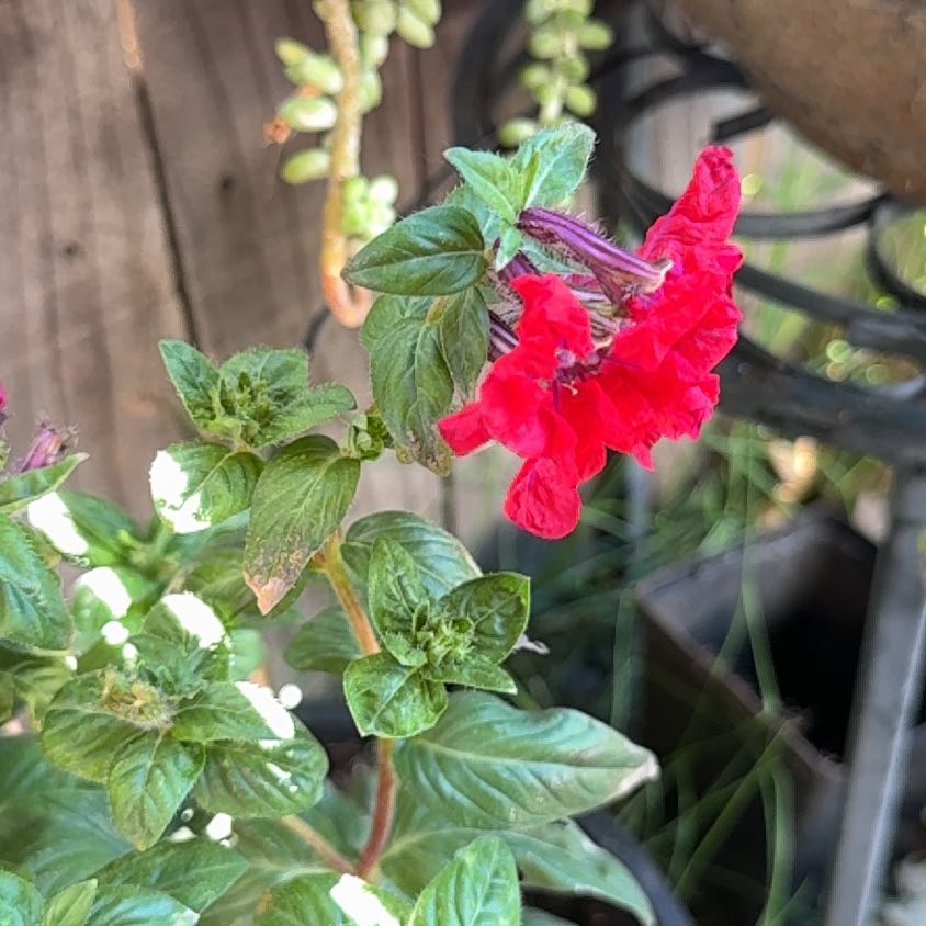 Photo of the plant species Cuphea by @FamousEmerald31 named Xena on Greg, the plant care app