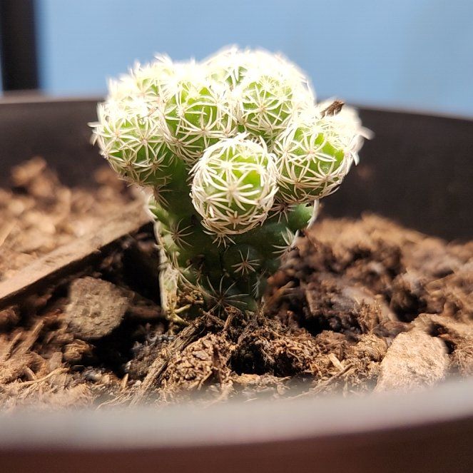 Photo of the plant species Missouri Foxtail Cactus by @SilkenRutabaga named Sol on Greg, the plant care app