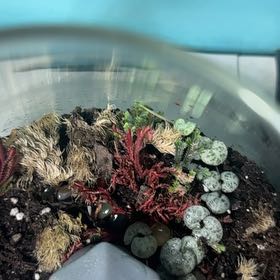 Photo of the plant species Spike Moss by @GoodGasteria85 named Foxxy on Greg, the plant care app