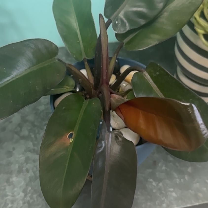 Photo of the plant species Philodendron Black Cardinal x Florida Beauty by @GoodGasteria85 named Xena on Greg, the plant care app