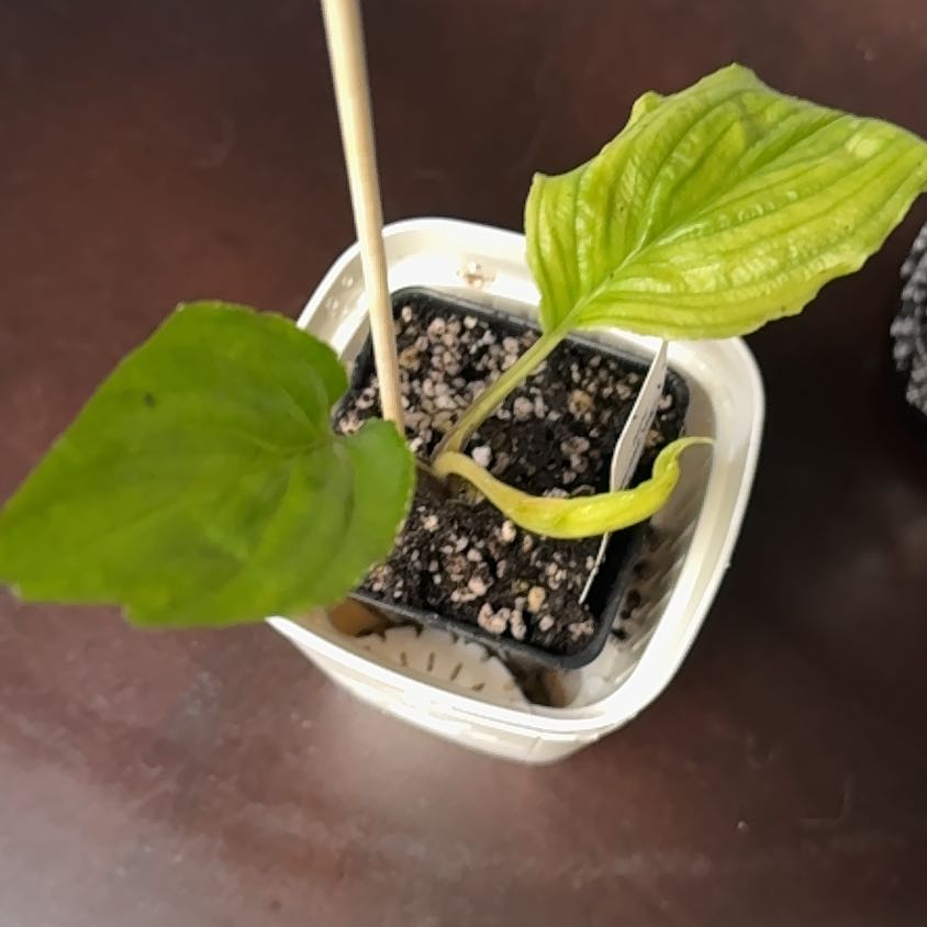 Photo of the plant species Black Bat Flower by @GoodGasteria85 named Dracula on Greg, the plant care app