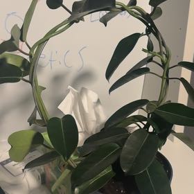 Photo of the plant species Stephanotis by @GoodGasteria85 named Jazz on Greg, the plant care app
