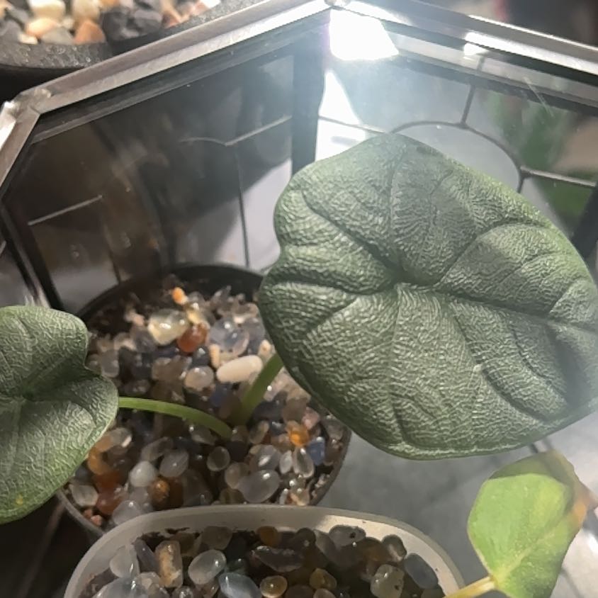 Photo of the plant species Alocasia 'Melo' by @GoodGasteria85 named Aria on Greg, the plant care app