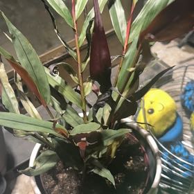 Photo of the plant species Red Bamboo by @GoodGasteria85 named Einstein on Greg, the plant care app