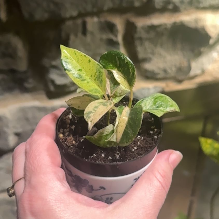 Photo of the plant species Ficus Moonshine by @GoodGasteria85 named Emerson on Greg, the plant care app