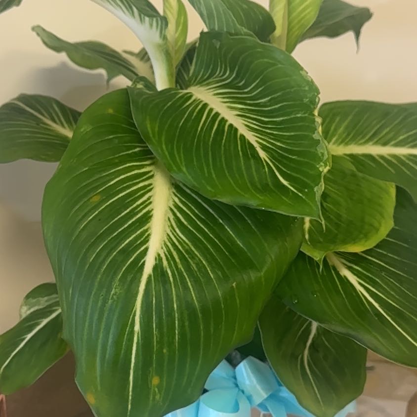Photo of the plant species Sterling Dieffenbachia by @GoodGasteria85 named Nemo on Greg, the plant care app