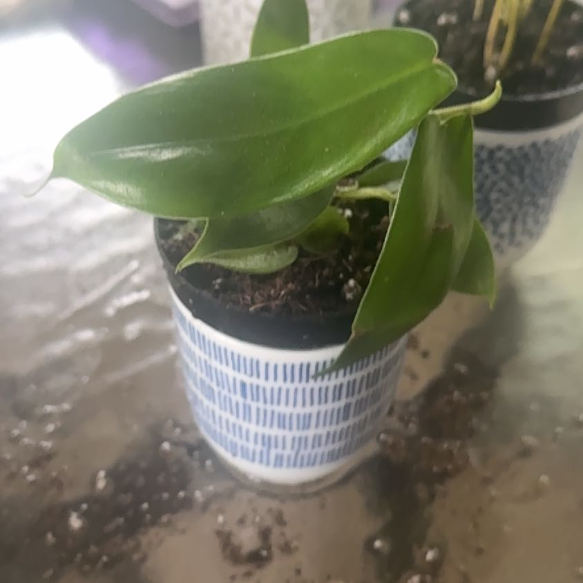 Photo of the plant species Florida green by @GoodGasteria85 named Emerald on Greg, the plant care app