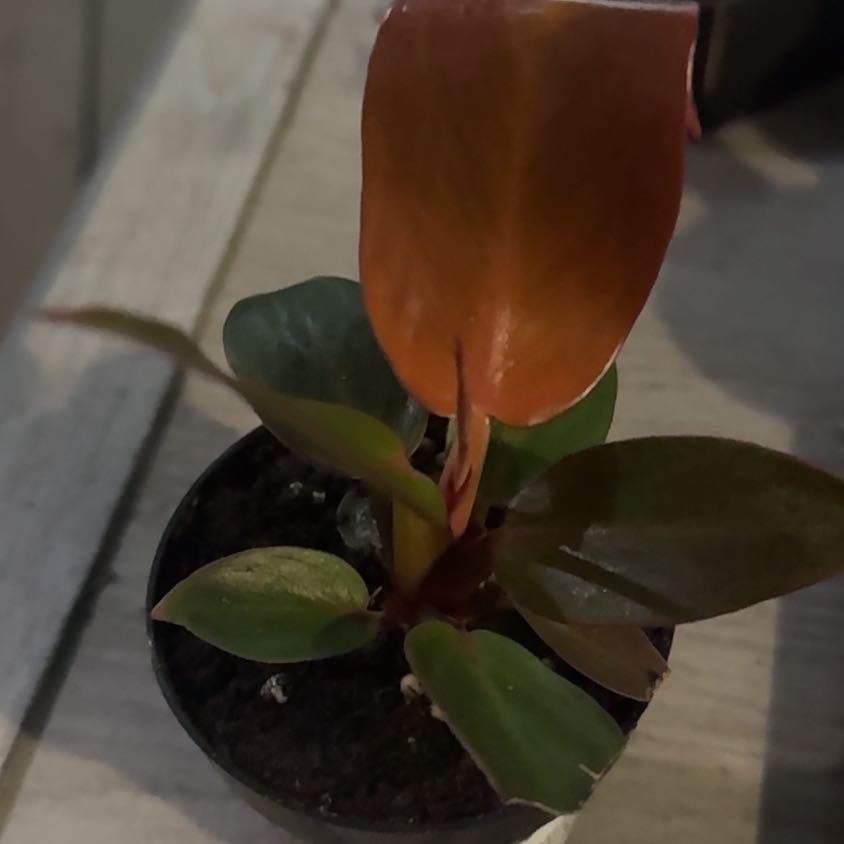 Photo of the plant species Philodendron Red Sun by @GoodGasteria85 named Phil Red Sun on Greg, the plant care app