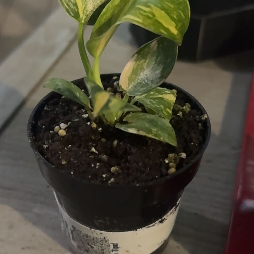 Photo of the plant species Philo Green Congo Nuclear by @GoodGasteria85 named Phil Green Congo Nuclear on Greg, the plant care app