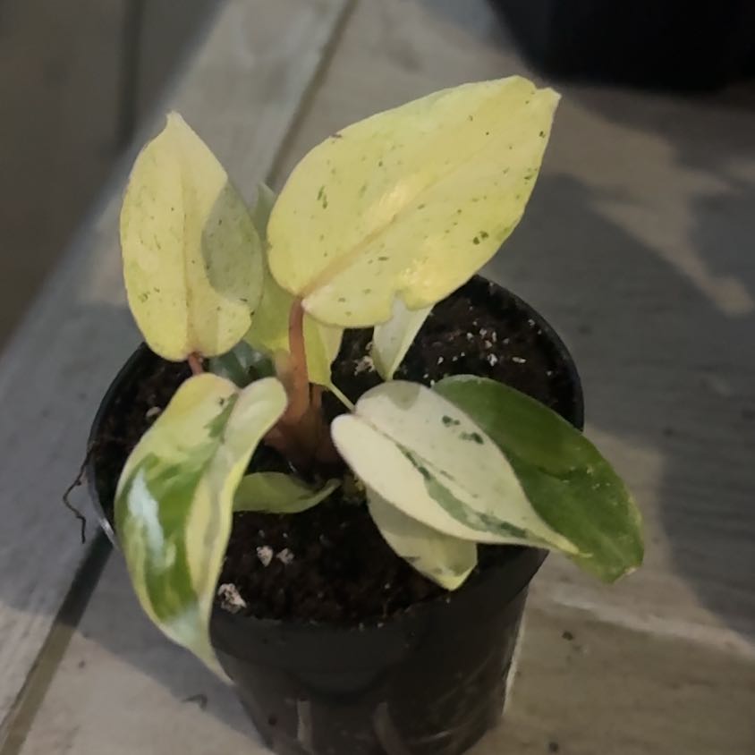 Photo of the plant species Philodendron Snowdrift by @GoodGasteria85 named Phil Snowdrift on Greg, the plant care app