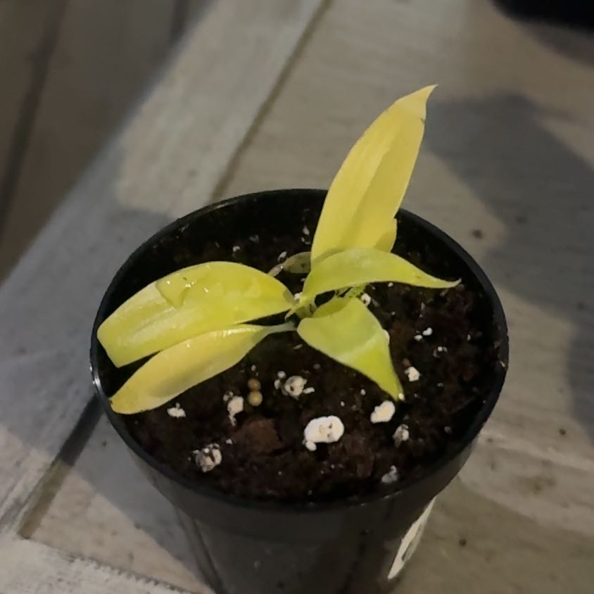 Photo of the plant species Philodendron golden crocodile by @GoodGasteria85 named Kardashian on Greg, the plant care app