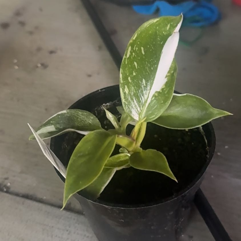 Photo of the plant species philodendron white princess by @GoodGasteria85 named Phil White Princess on Greg, the plant care app