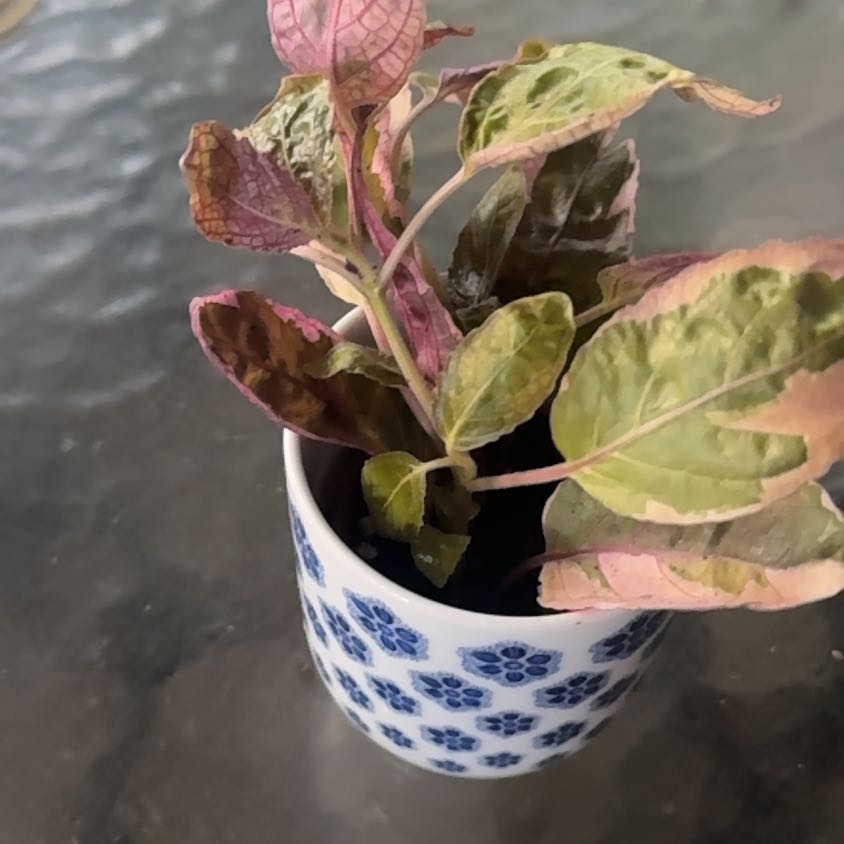 Photo of the plant species Snow White Waffle Plant by @GoodGasteria85 named Pink Snow on Greg, the plant care app