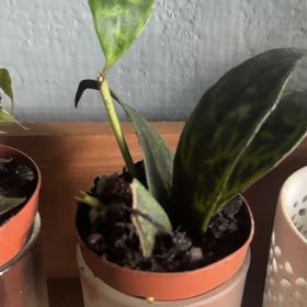 Photo of the plant species Lady Slipper Orchid by @GoodGasteria85 named Madonna on Greg, the plant care app