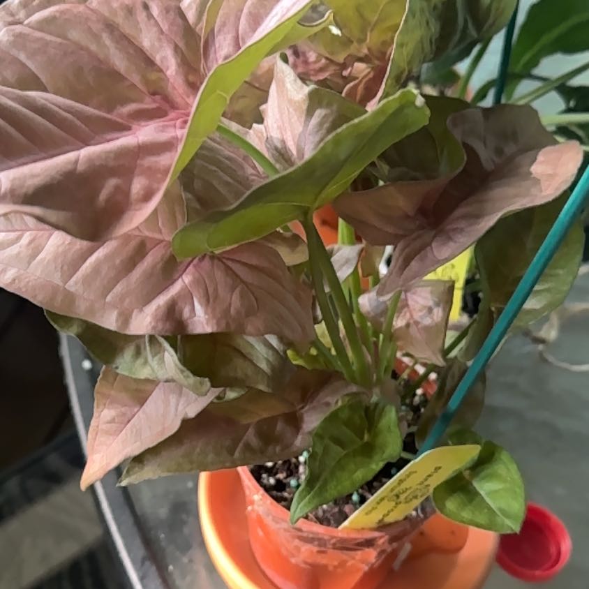 Photo of the plant species Neon Pink Arrowhead Plant by @GoodGasteria85 named P!nk on Greg, the plant care app