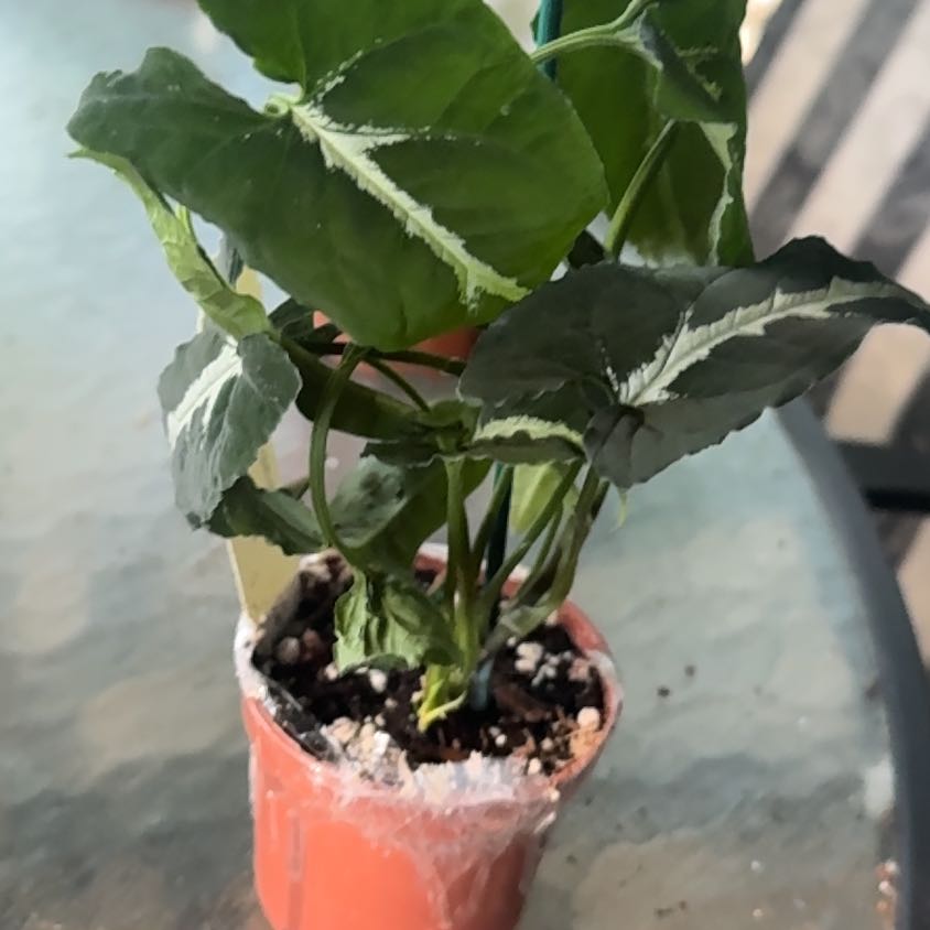 Photo of the plant species Syngonium wendlandii by @GoodGasteria85 named Wendy on Greg, the plant care app