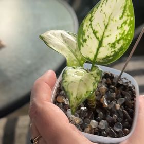 Photo of the plant species Aglaonema 'Super White' by @GoodGasteria85 named Naomi on Greg, the plant care app