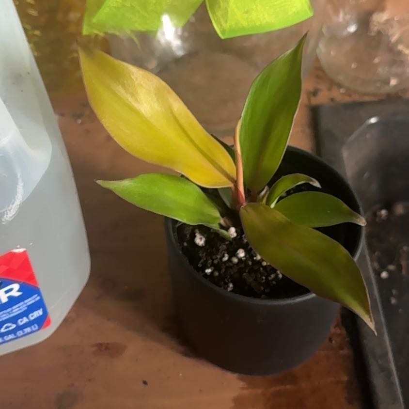 Photo of the plant species McColley's Finale by @GoodGasteria85 named Phil McColley’s Finale on Greg, the plant care app