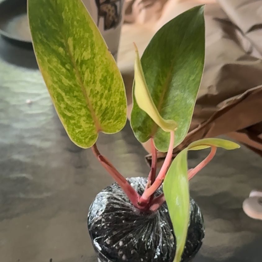 Photo of the plant species Philodendron Painted Lady by @GoodGasteria85 named Phil Painted Lady on Greg, the plant care app