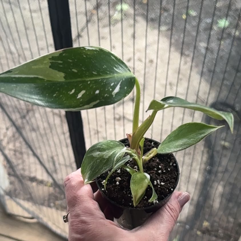 Photo of the plant species philodendron white princess by @GoodGasteria85 named Phil White Princess on Greg, the plant care app