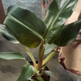 Photo of the plant species Philodendron mexicanum by @GoodGasteria85 named Diana on Greg, the plant care app
