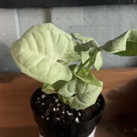 Photo of the plant species Syngonium 'Milk Confetti' by @GoodGasteria85 named Keanu Leaves on Greg, the plant care app
