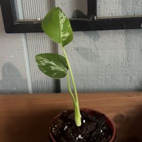 Photo of the plant species Monstera 'Bulbasaur' by @GoodGasteria85 named Monte Bulbasaur on Greg, the plant care app