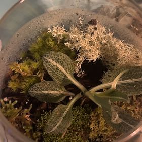 Photo of the plant species Downy Rattlesnake Plantain by @GoodGasteria85 named Sol on Greg, the plant care app