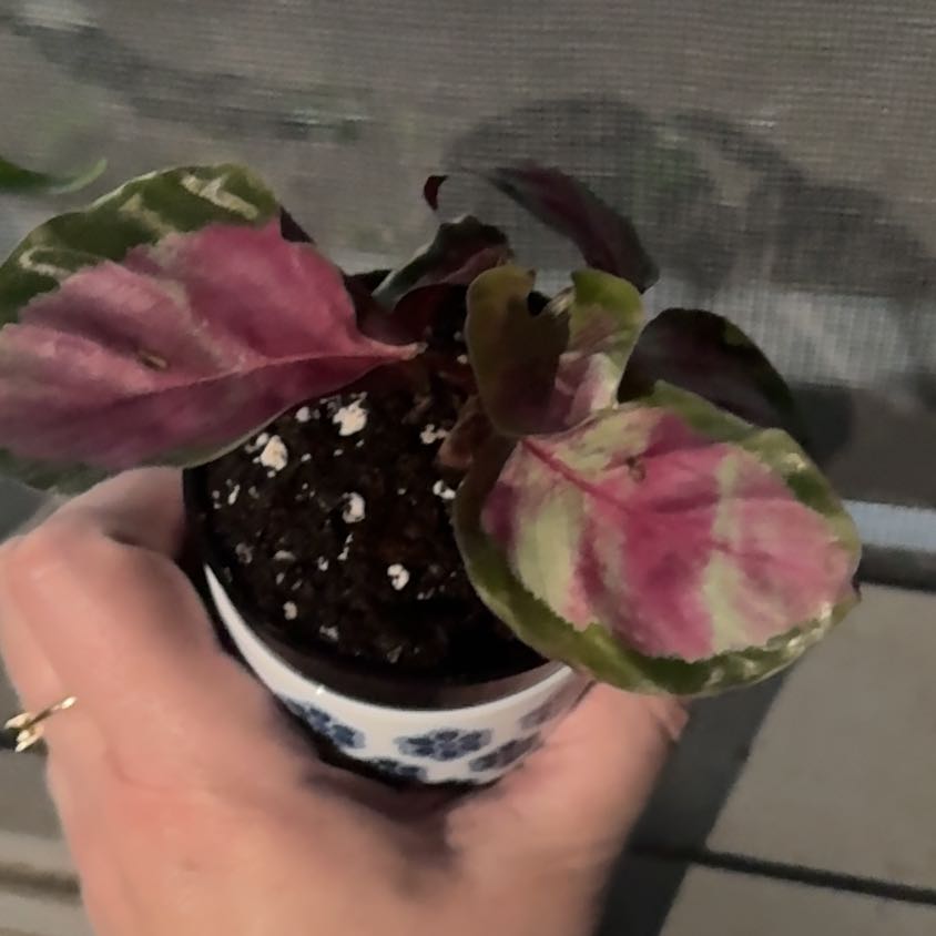 Photo of the plant species Calathea Rosy by @GoodGasteria85 named Rosy on Greg, the plant care app