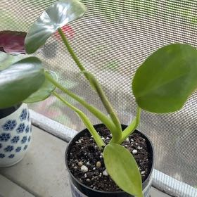 Photo of the plant species Philodendron grazielae by @GoodGasteria85 named Phil sparkling heart on Greg, the plant care app
