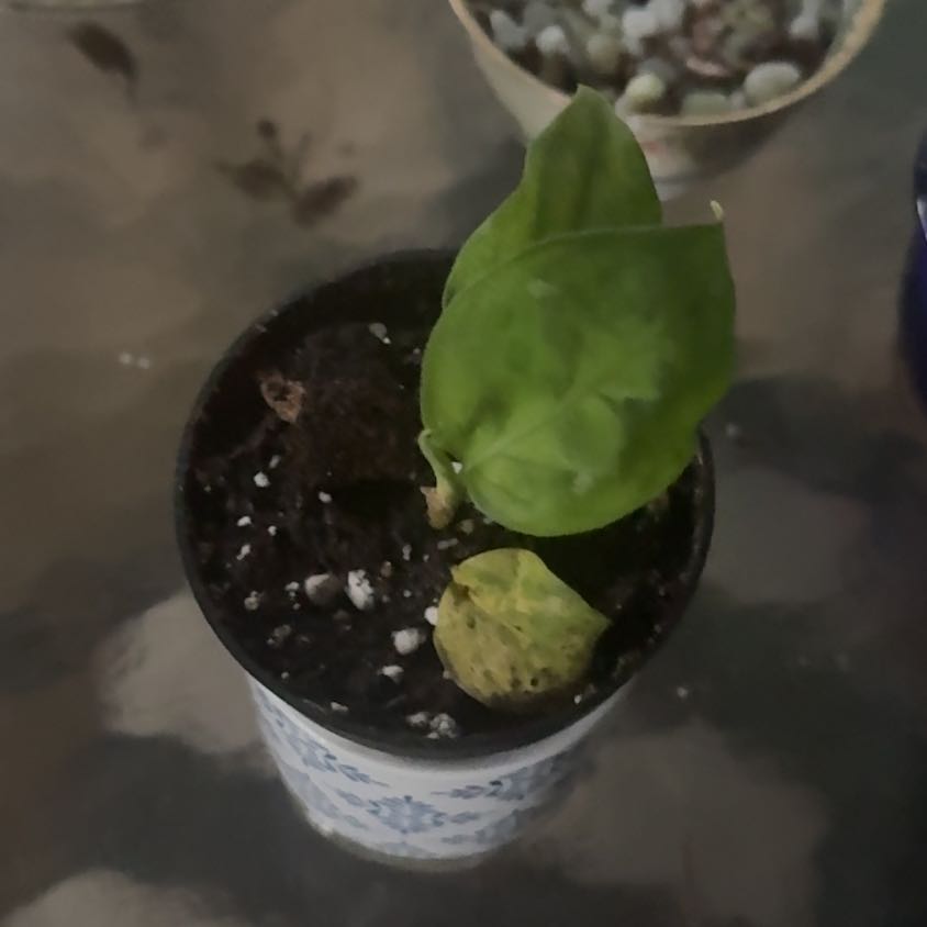 Photo of the plant species Aglaonema 'Tricolor' by @GoodGasteria85 named Kobe on Greg, the plant care app