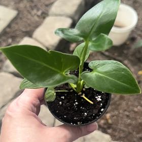 Photo of the plant species Thaumatophyllum spruceanum by @GoodGasteria85 named Phil Goeldii on Greg, the plant care app