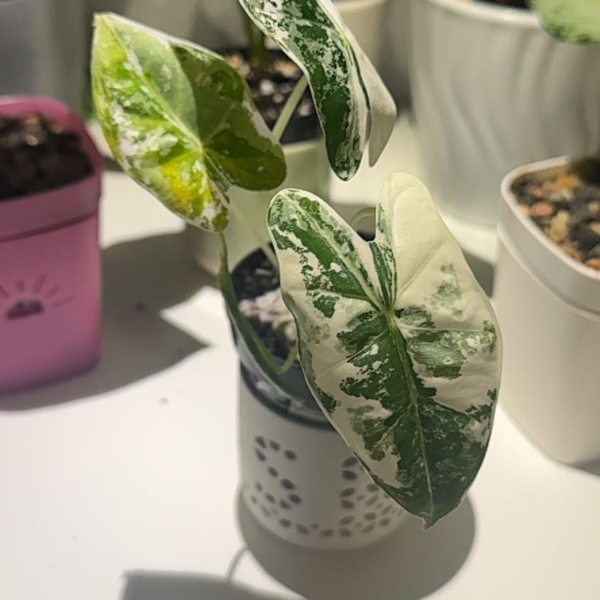 Photo of the plant species Alocacia Frydek Variagated by @GoodGasteria85 named Ally Frydek Variegated on Greg, the plant care app