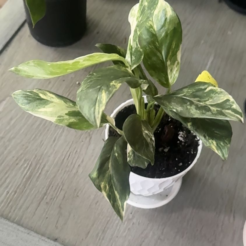 Photo of the plant species Monstera lechleriana 'Variegata' by @GoodGasteria85 named Monti Lechleriana on Greg, the plant care app