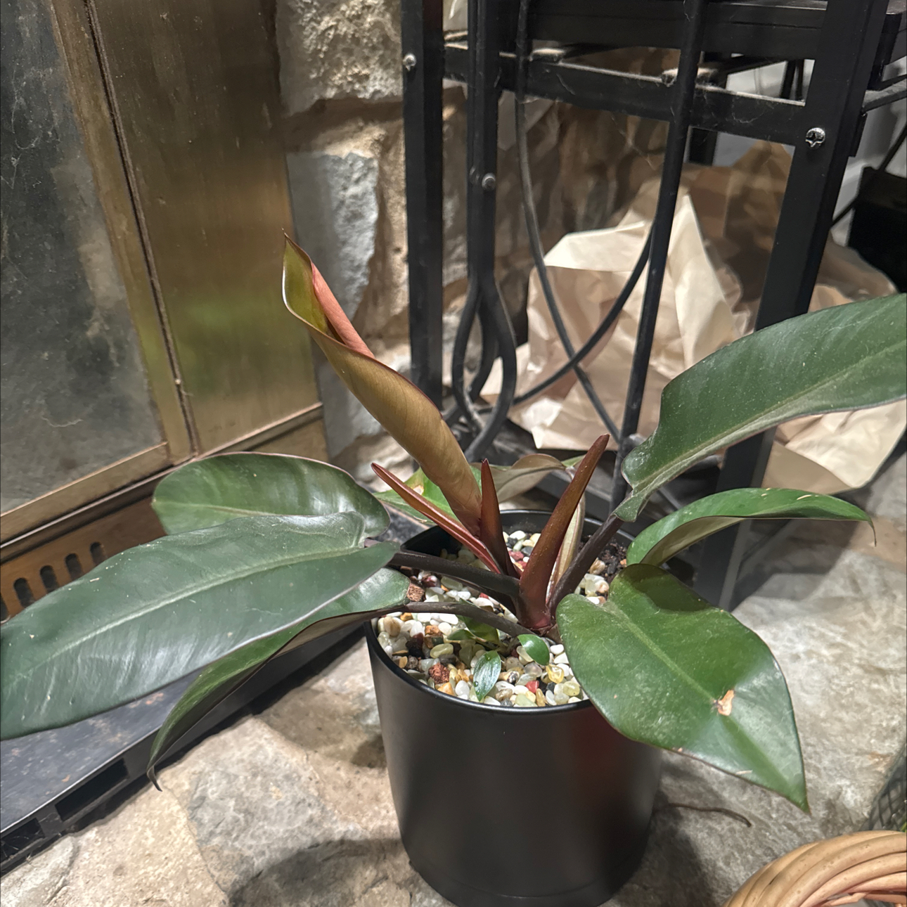 Photo of the plant species Philodendron Black Cardinal x Florida Beauty by @GoodGasteria85 named Phil Black Cardinal on Greg, the plant care app