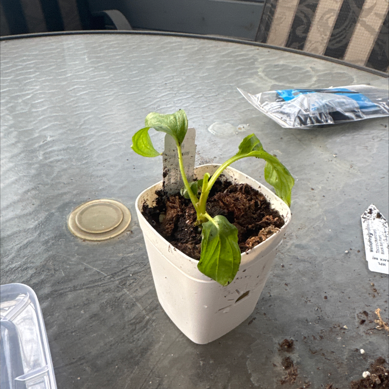 Photo of the plant species White Bat Flower by @GoodGasteria85 named Marilyn on Greg, the plant care app