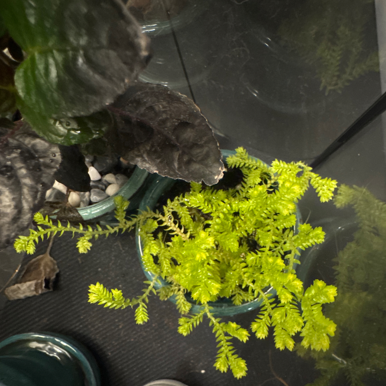 Photo of the plant species Spike Moss by @GoodGasteria85 named Apollo on Greg, the plant care app