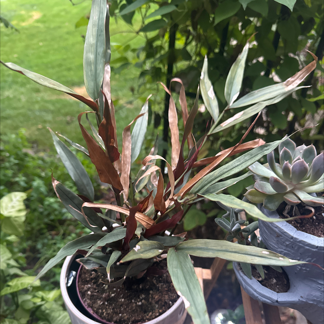 Photo of the plant species Red Bamboo by @GoodGasteria85 named Einstein on Greg, the plant care app