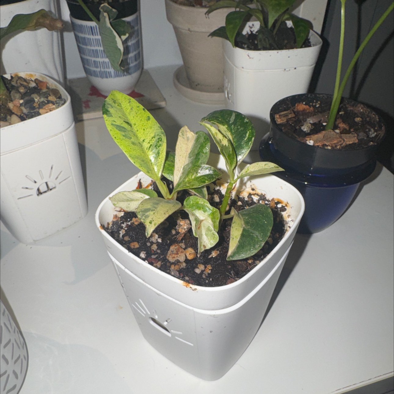 Photo of the plant species Ficus Moonshine by @GoodGasteria85 named Emerson on Greg, the plant care app