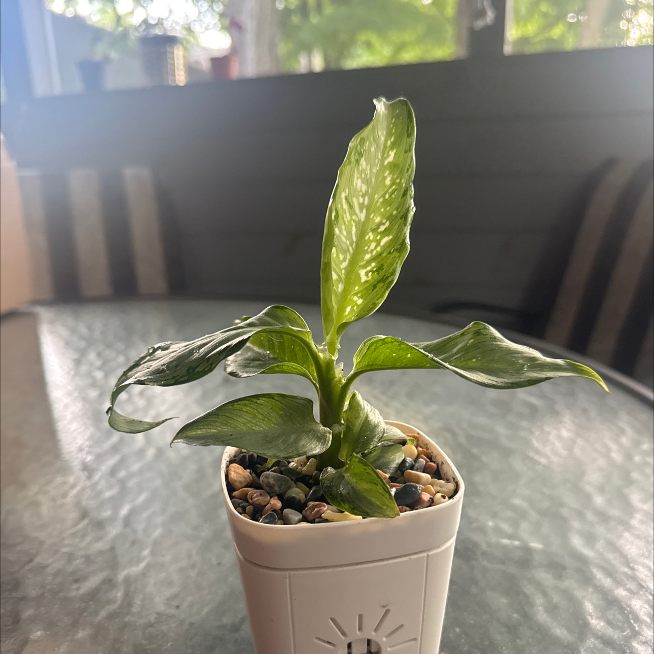 Photo of the plant species Dumb Cane 'Tiki' by @GoodGasteria85 named Eva on Greg, the plant care app